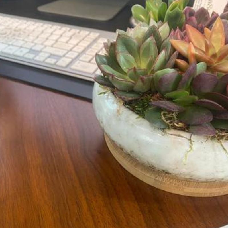 Succulent in office space