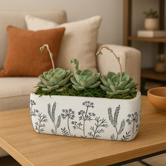 Succulent Arrangement