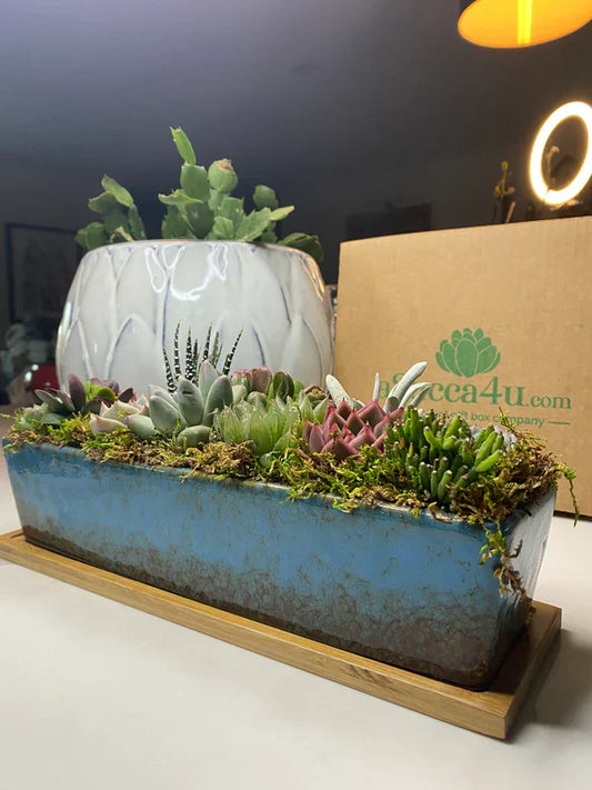 Succulent Arrangement Delivery: How to Keep Plants Fresh During Transit
