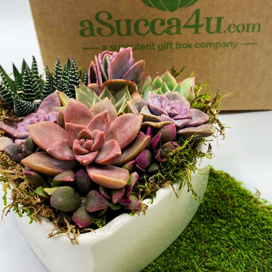Romantic Succulent Arrangements for Valentine’s Day