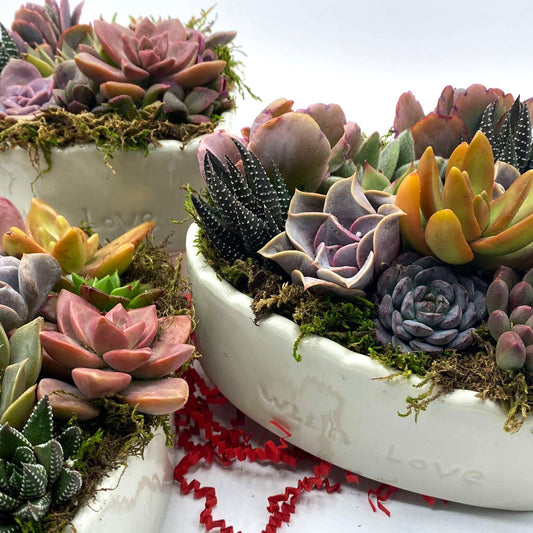 Succulent Arrangements