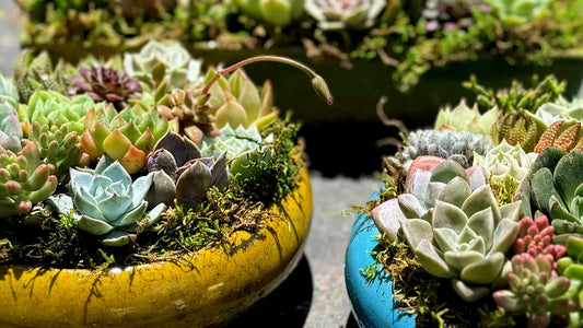 Succulent Arrangements Delivery in San Diego