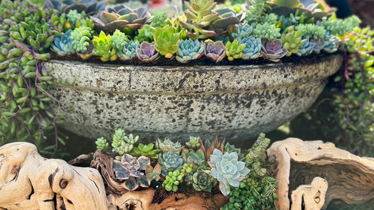 Succulent Arrangements for Homes & Offices