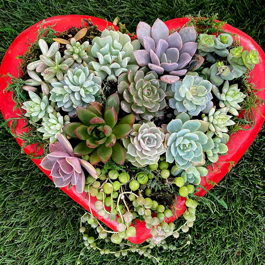 Heart shaped succulent arrangements in Menifee