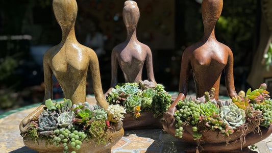 Artistic succulent arrangements in San Diego with mixed succulents in decorative planters