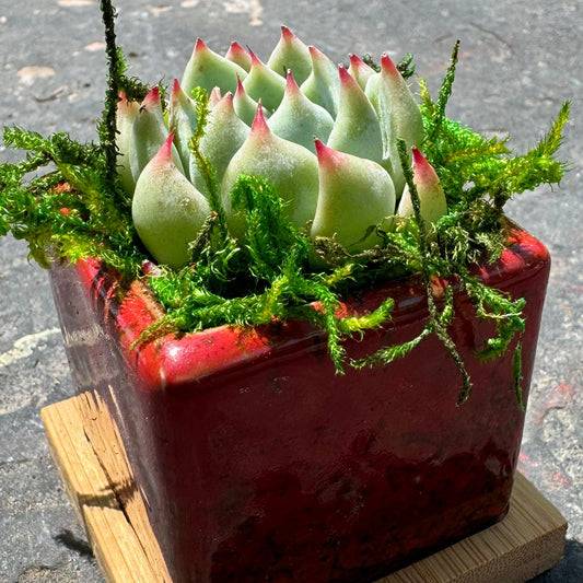 Why Large Succulent Arrangements in Menifee Are Trending for Events & Home Decor
