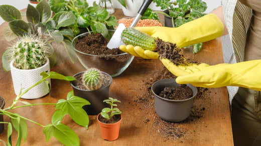 best way to propagate succulent plants