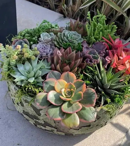 Image of design with succulents