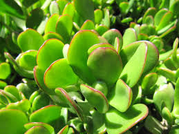 Baby Jade Plant, Propagation Steps