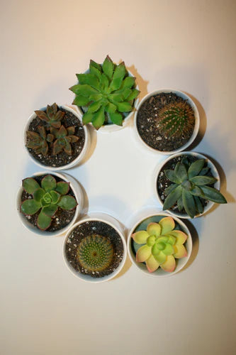 how to prepare succulents for Spring