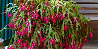 red flowering cactus