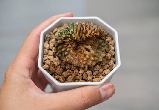 How to Save Dying Succulents | aSucca4U