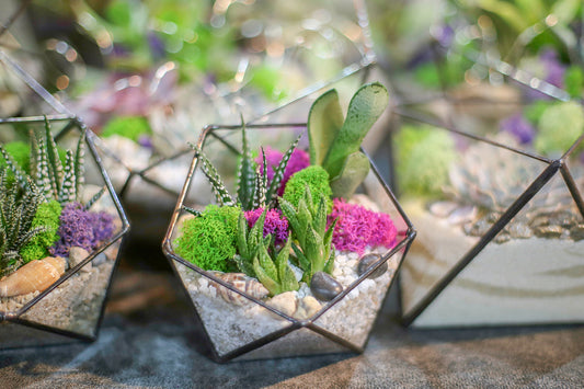 Succulent Arrangements