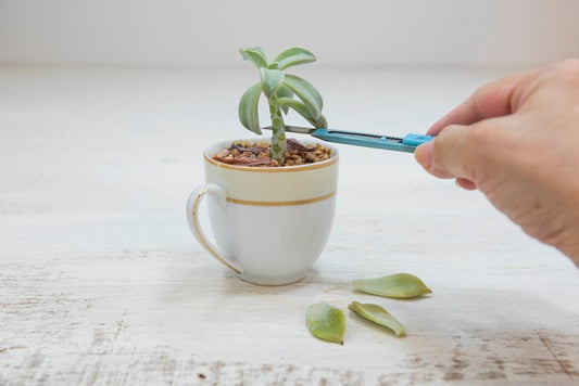Quick Tips To Remember When Trimming Succulent