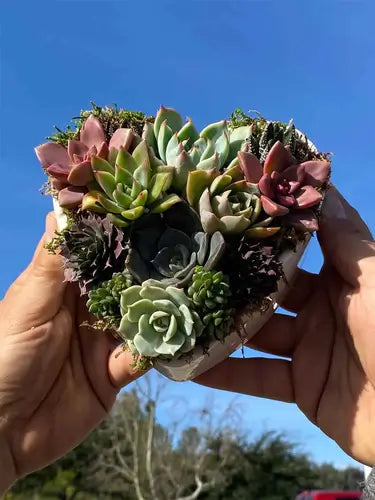 Image of succulent arrangements