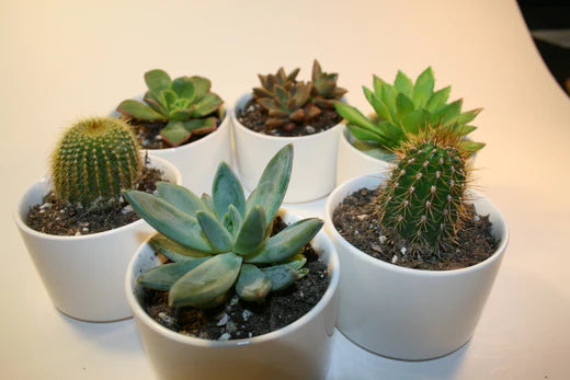 succulent plant gifts image