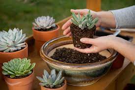 Image of the Optimal time to replant a succulent