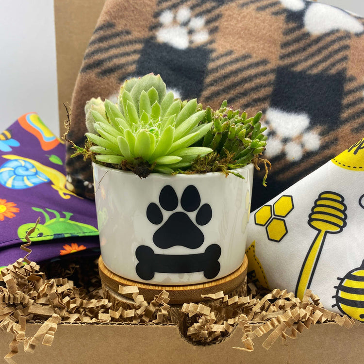 succulent gift boxes | aSucca4U