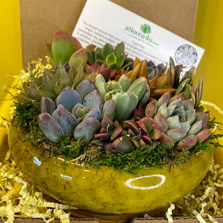 succulent gift boxes and arrangements | aSucca4U