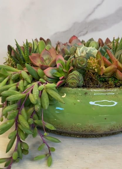 Serenity Succulent Arrangement: A Haven of Peace