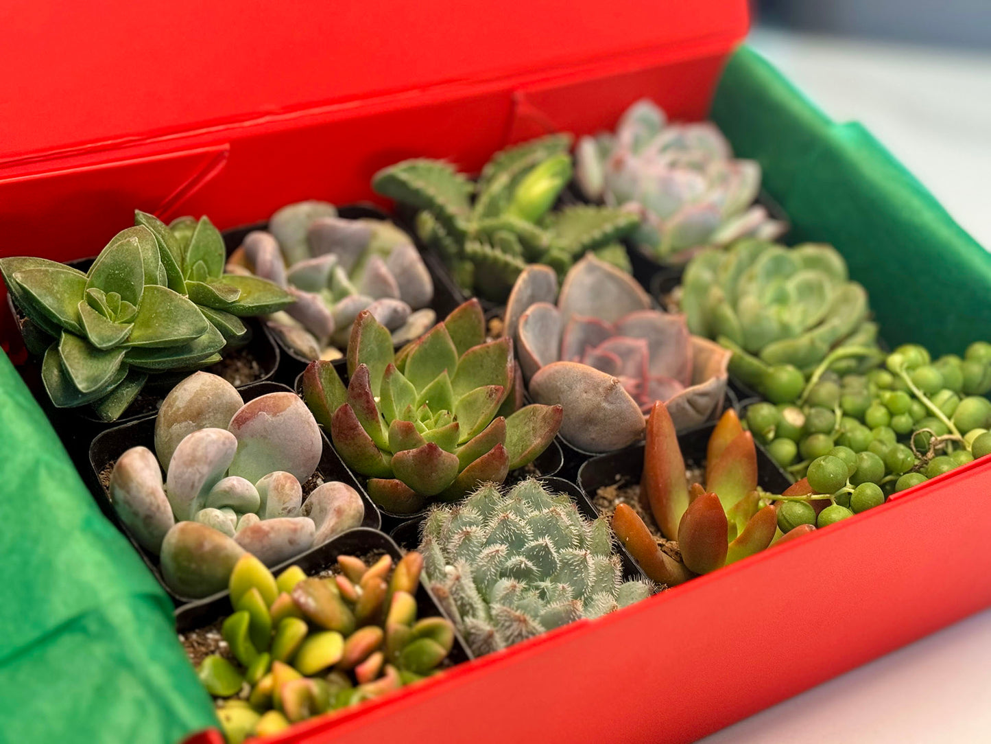 Holiday Succulent Gift Box | aSucca4U