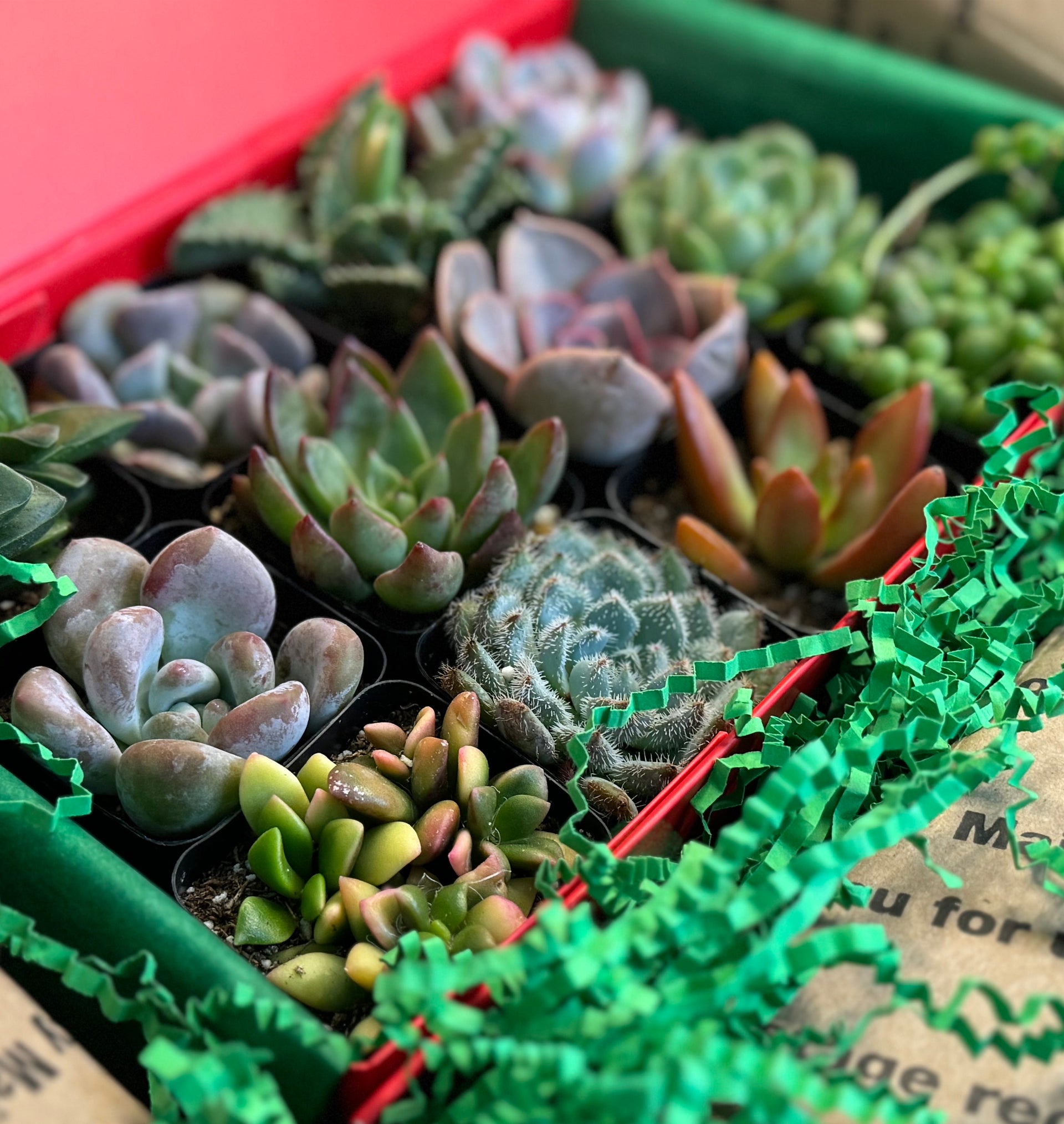 succulents in a box gift The No Roses Please Succulent Gift Box (dozen)