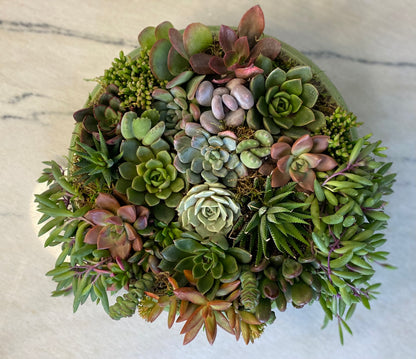 Garden Goddess Succulent Arrangement