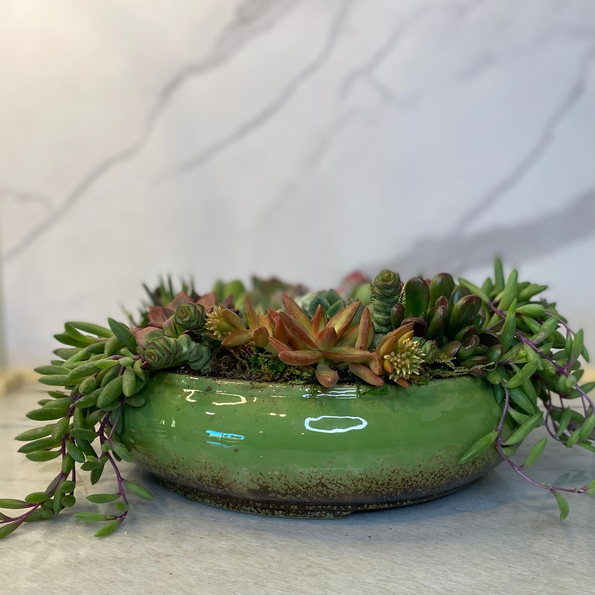 green goddess succulent Goddess Garden Succulent Arrangement