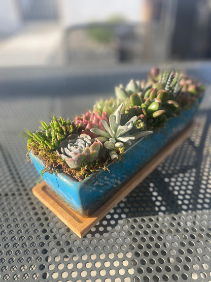 Serene Oasis Succulent Arrangement