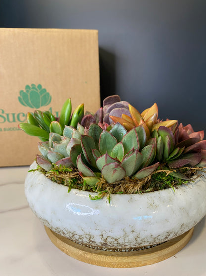 Ivory Bliss, Succulent Arrangement