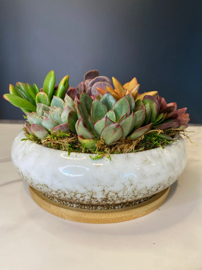 Ivory Bliss, Succulent Arrangement