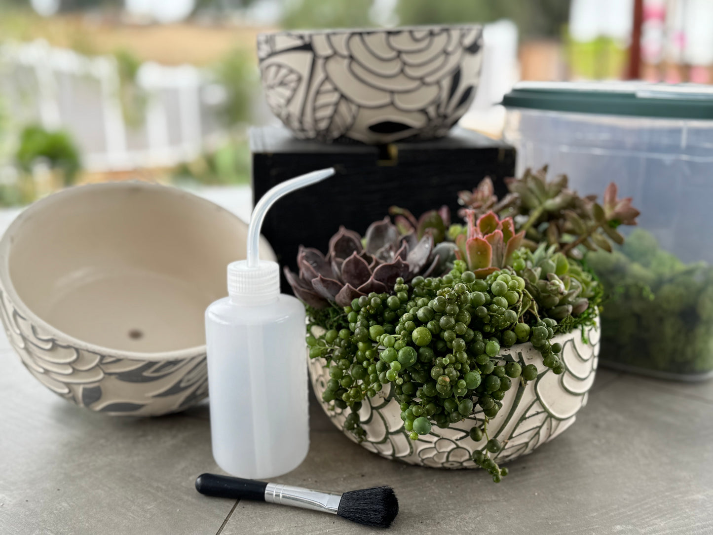 Private Succulent Arrangement Classes - Menifee, California