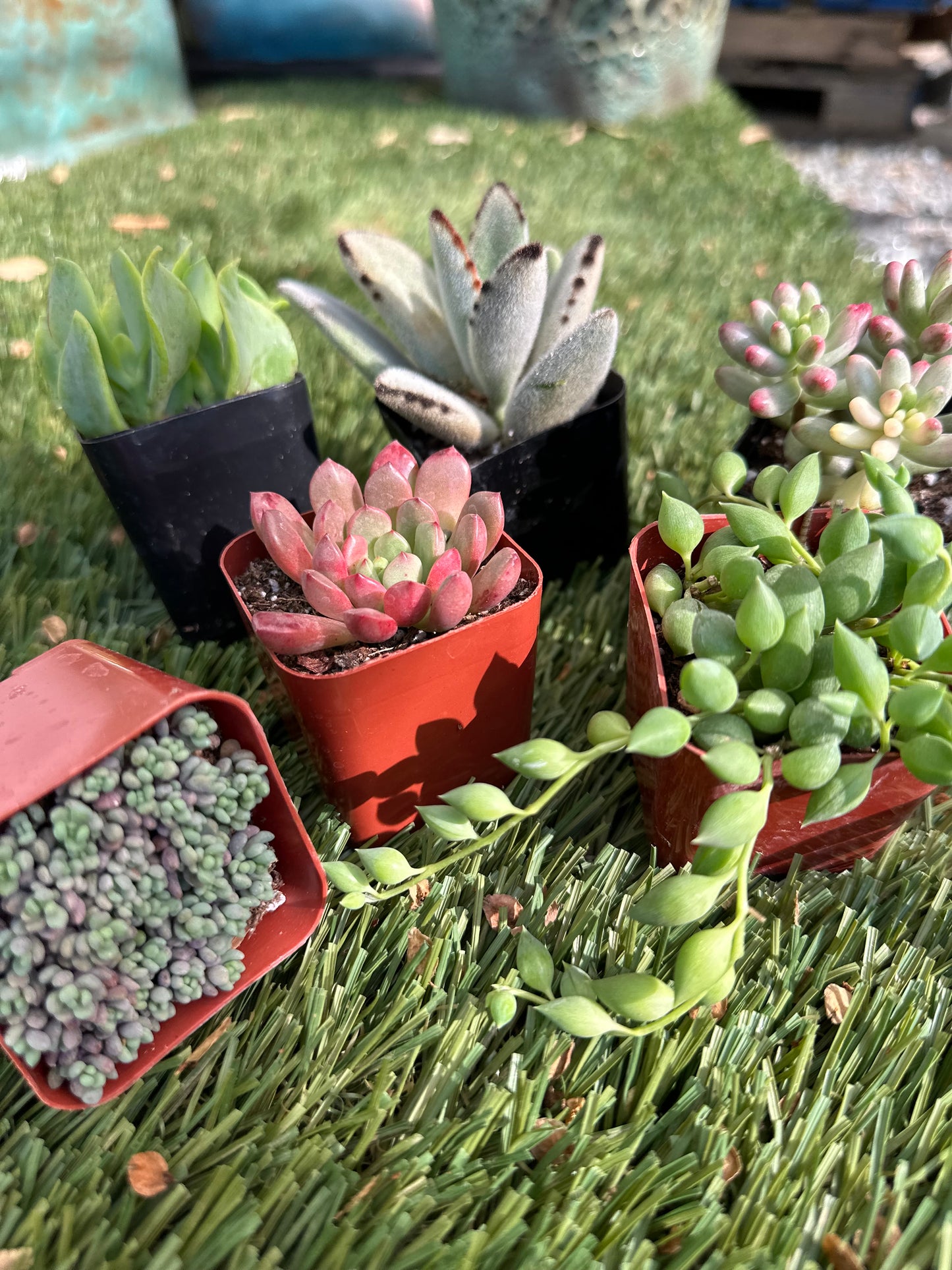 Succulent Of The Month Club 1 Year Subscription