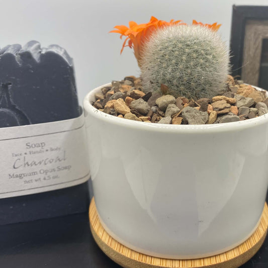 Image Of Succulent Gift Set
