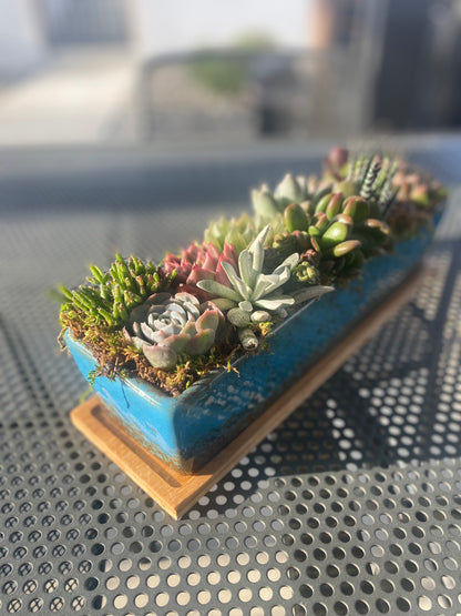 large succulent indoor plants Serene Oasis Succulent Arrangement