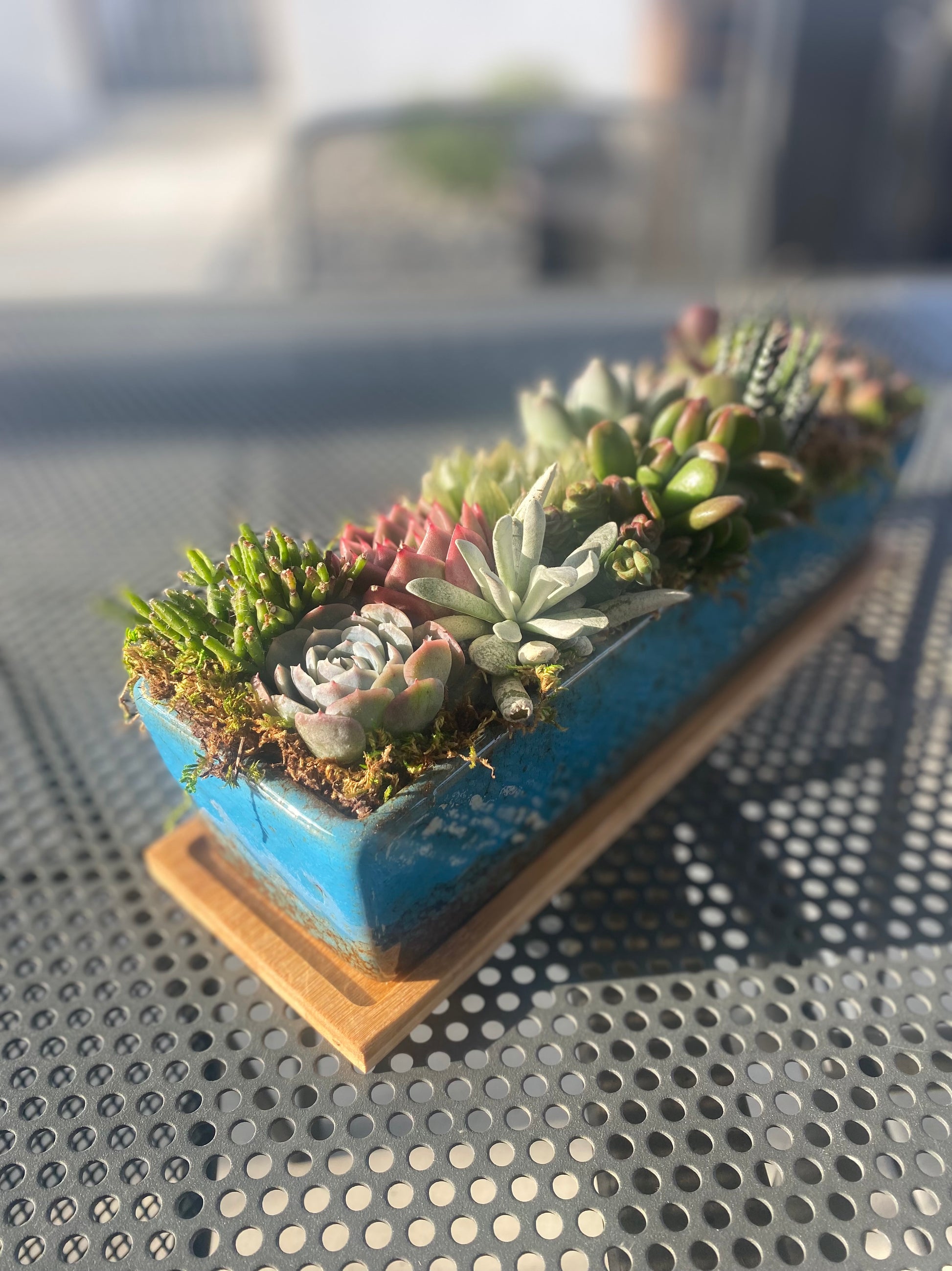 Serene Oasis Succulent Arrangement