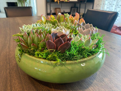 peace by peace succulents Serenity Succulent Arrangement