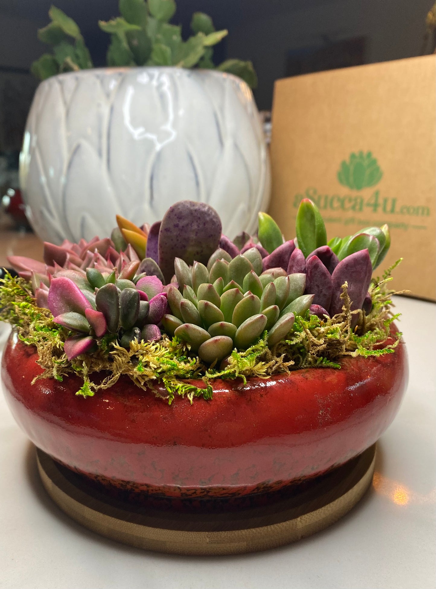 Succulent Arrangement and Gift Box | aSucca4U