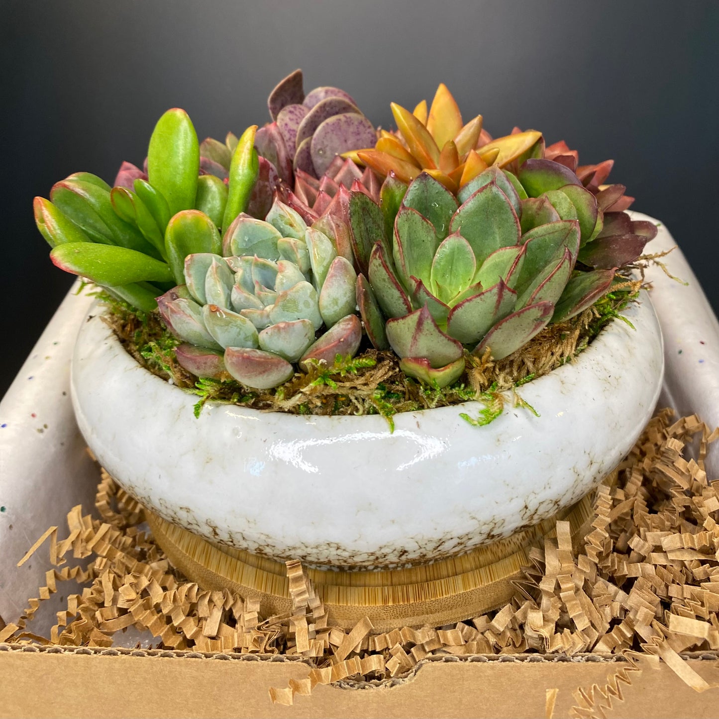 Succulent Arrangements and Gift Boxes | aSucca4U