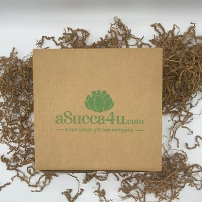 Top Succulent Gift Box