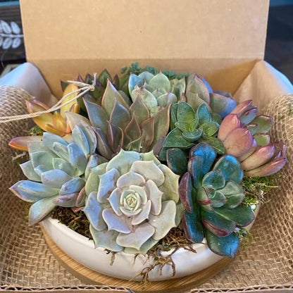 Veronica Succulent Arrangement top view