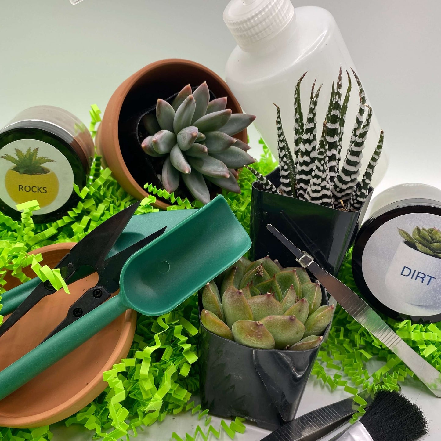 growing your own succulent plant kit