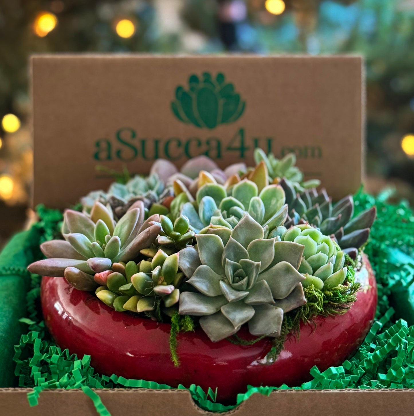 Merry and Bright Succulent Arrangement 