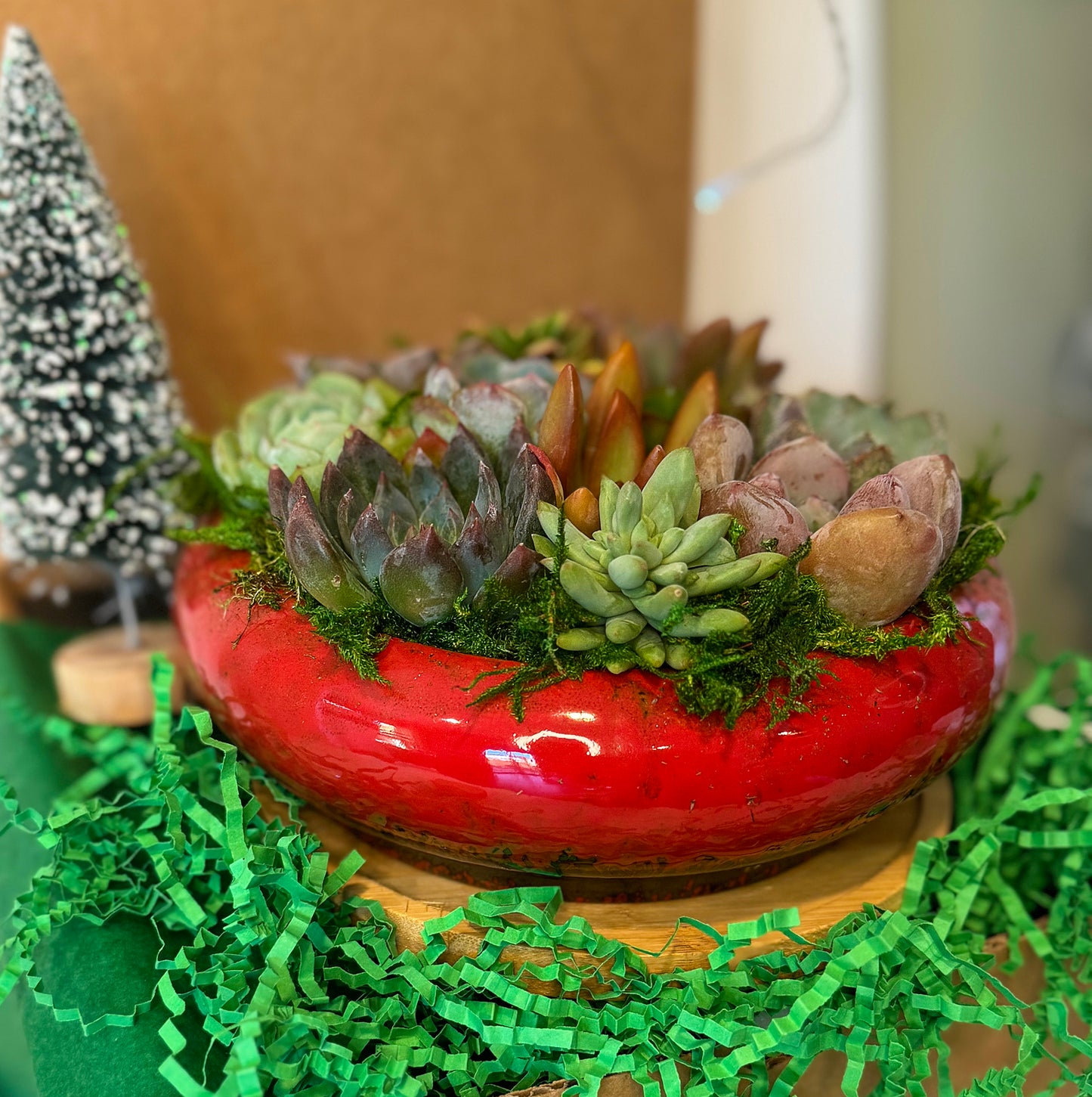 merry & bright succulent arrangement | aSucca4u