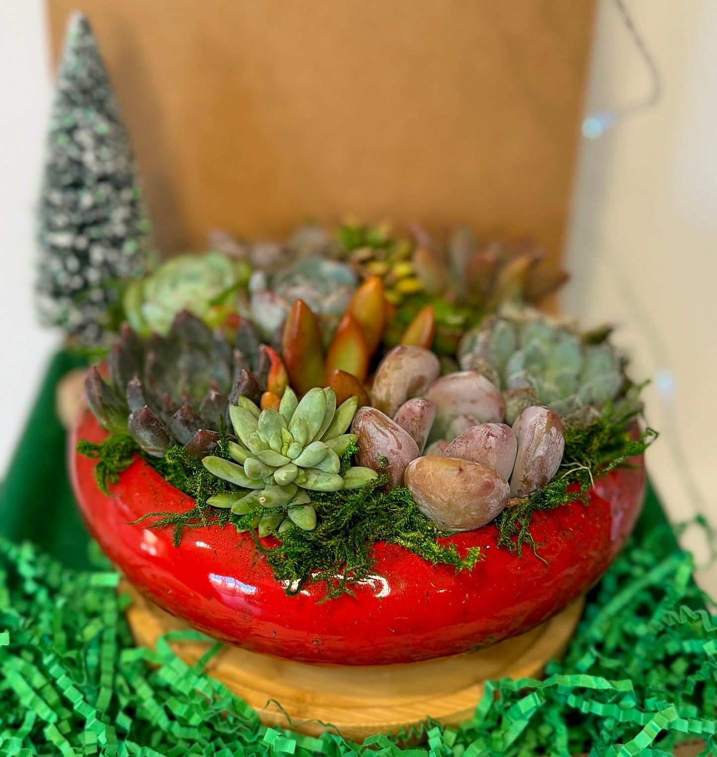 merry & bright succulent arrangement | top view | aSucca4u