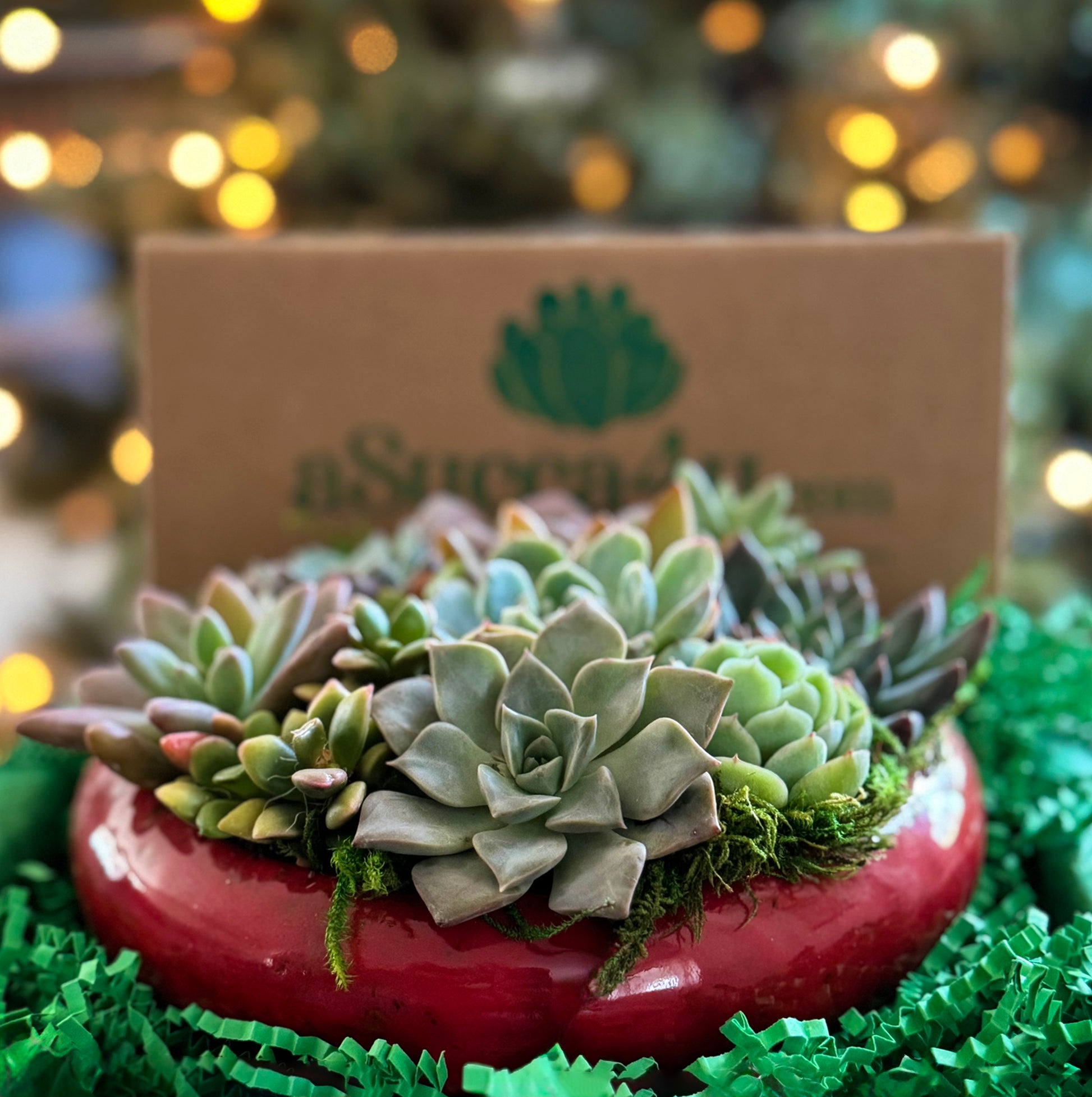 holiday succulent arrangements Succulent Gift Boxes & Succulent Plant Arrangements