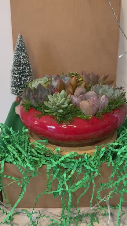 Merry & Bright Succulent Arrangement