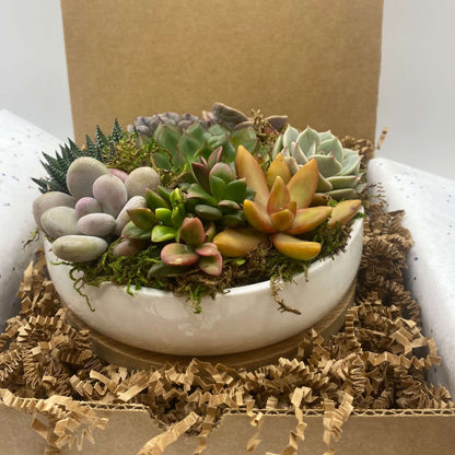 succulent assortments Best Succulent Arrangements in Veronica Saucer
