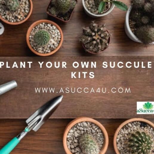 succulent gift boxes