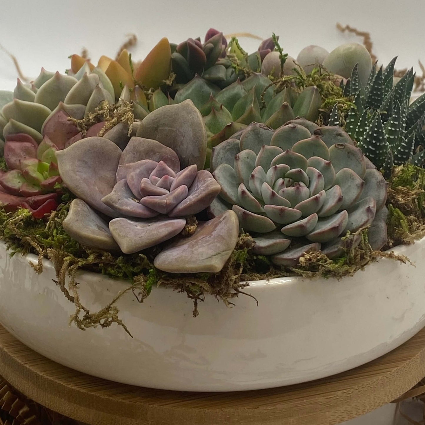 succulent gift delivery